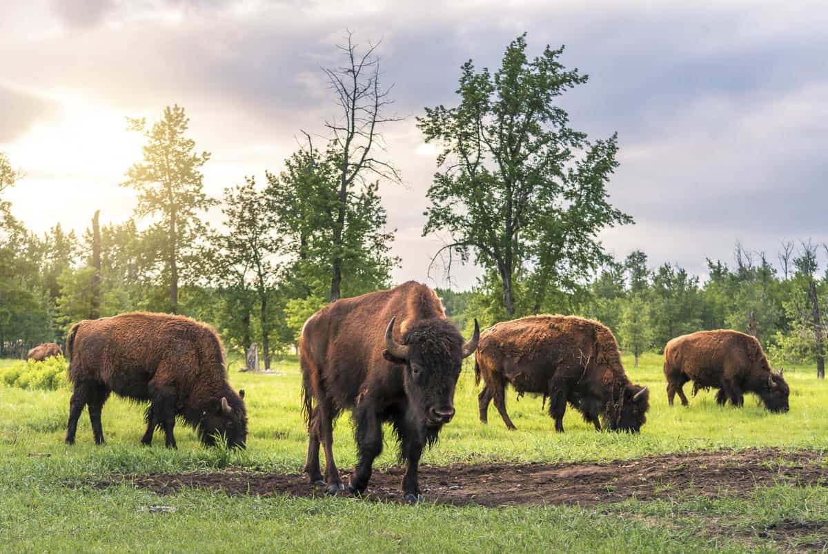 Translocation of Elk Island National Park Bison 