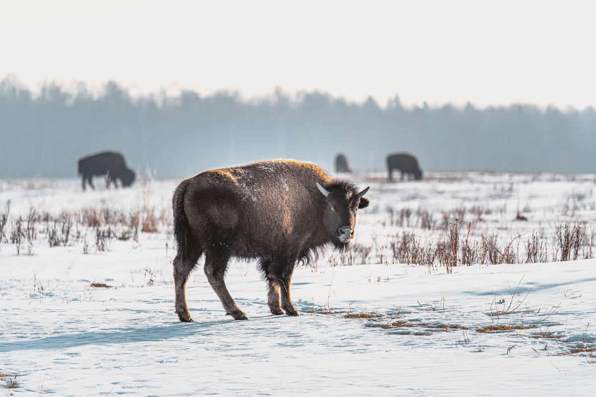 Bison in Winter