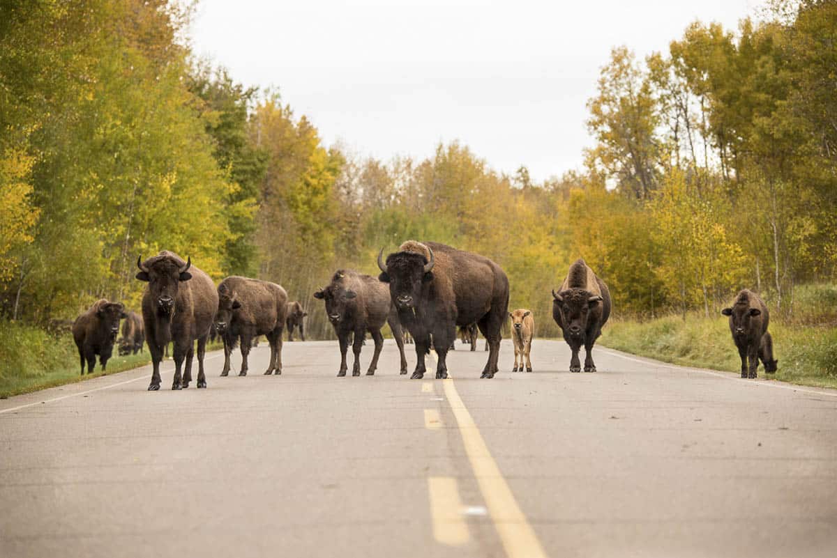 Bison on the Road