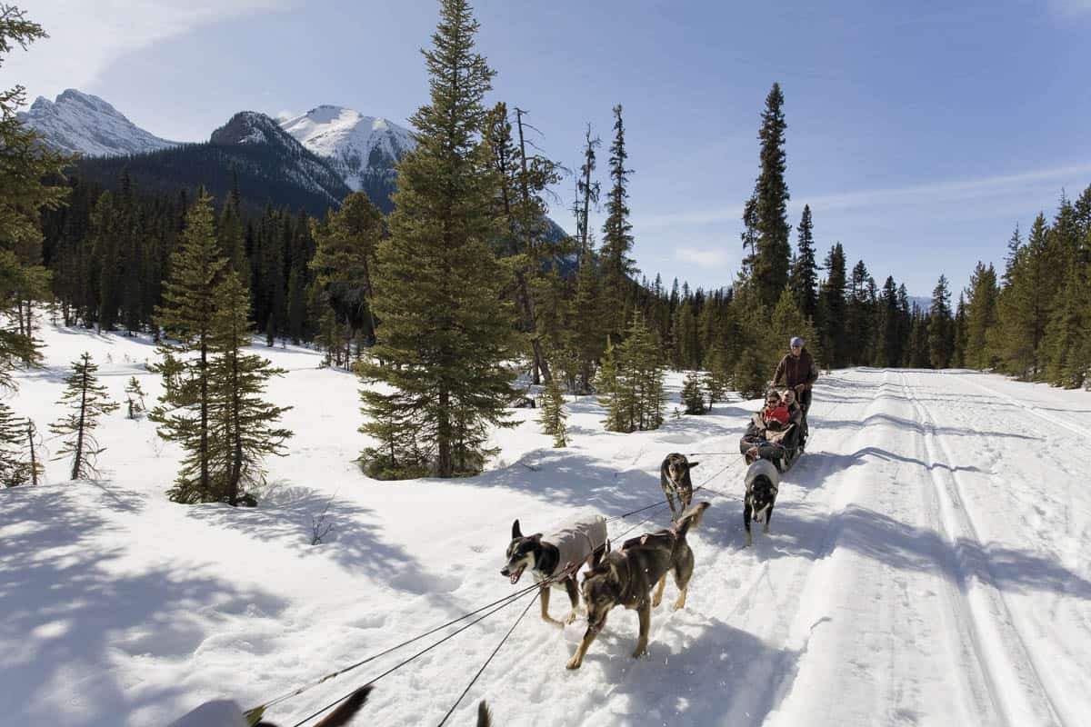 A Dog sledding team in Banff