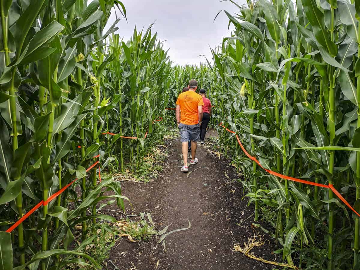 Edmonton Corn Maze