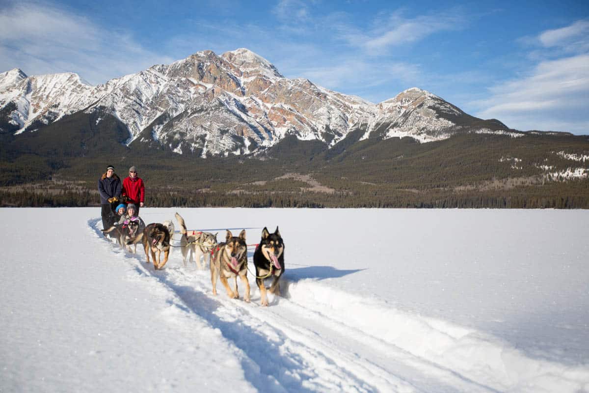 Dog Sledding in Jasper