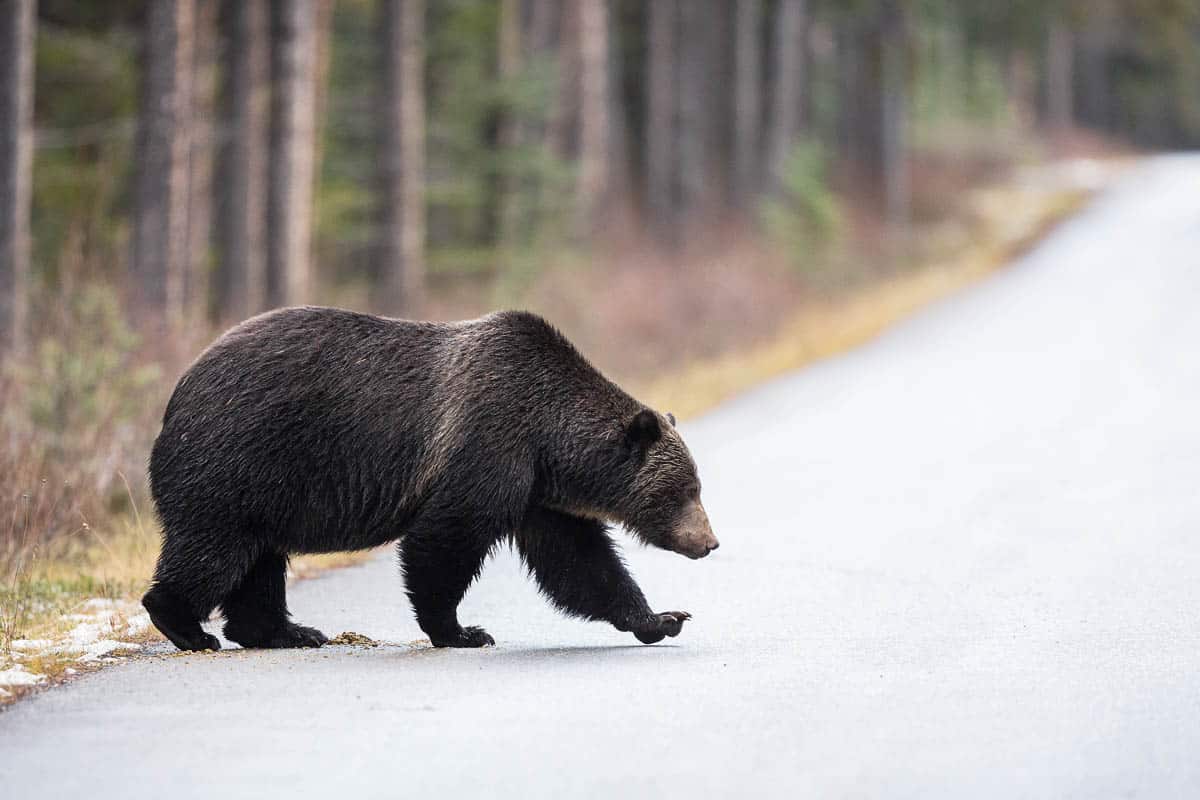Bear on Road