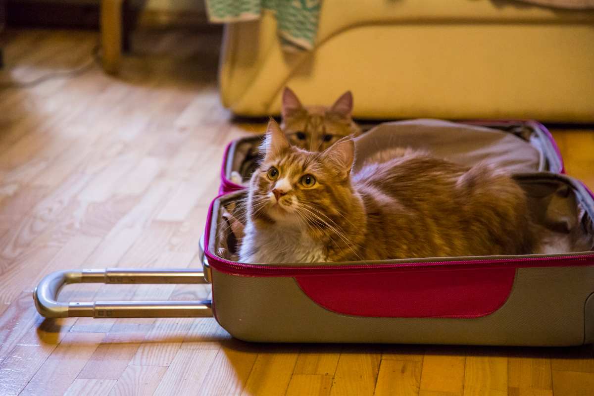 Cats in Suitcases