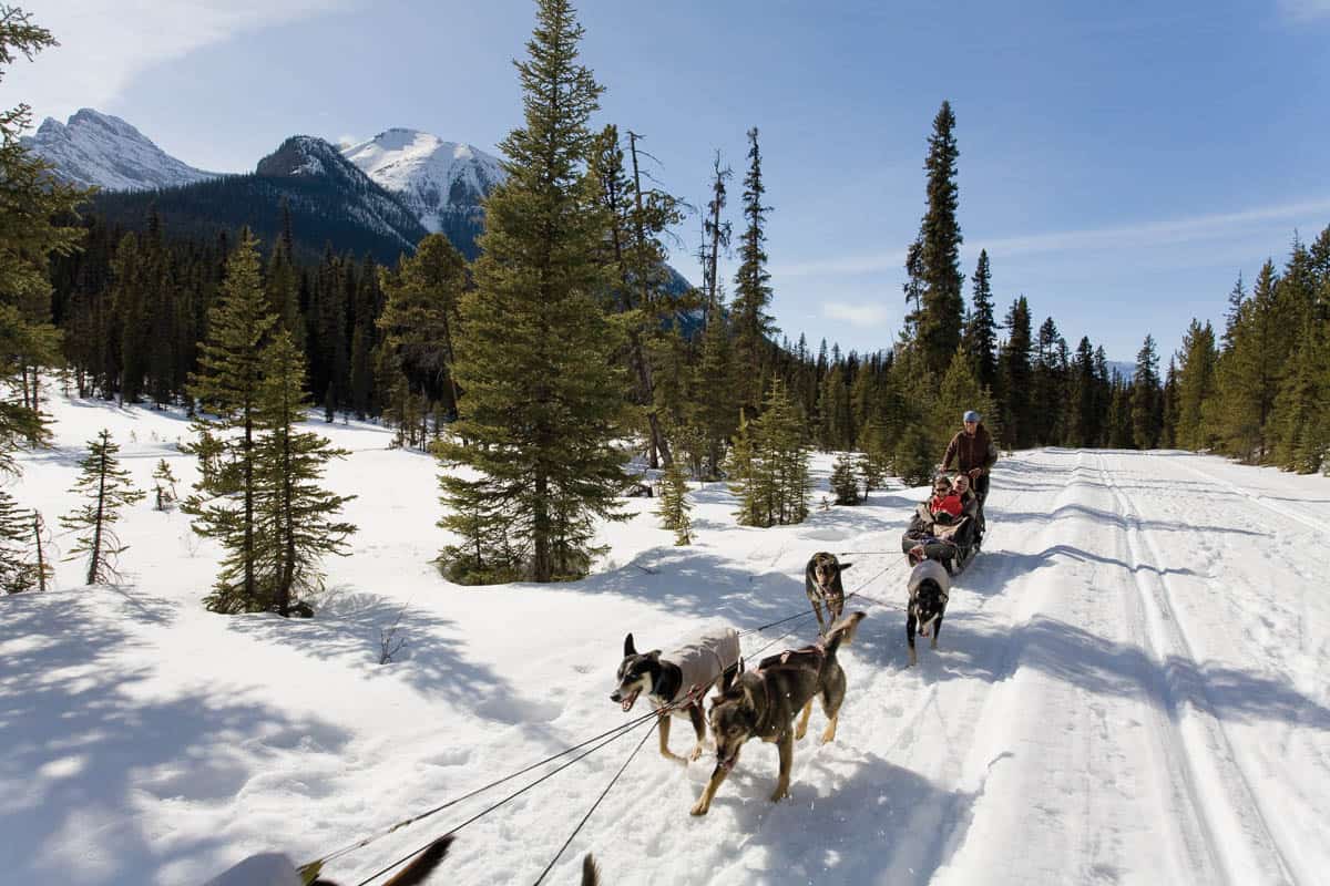 Dog Sledding Banff