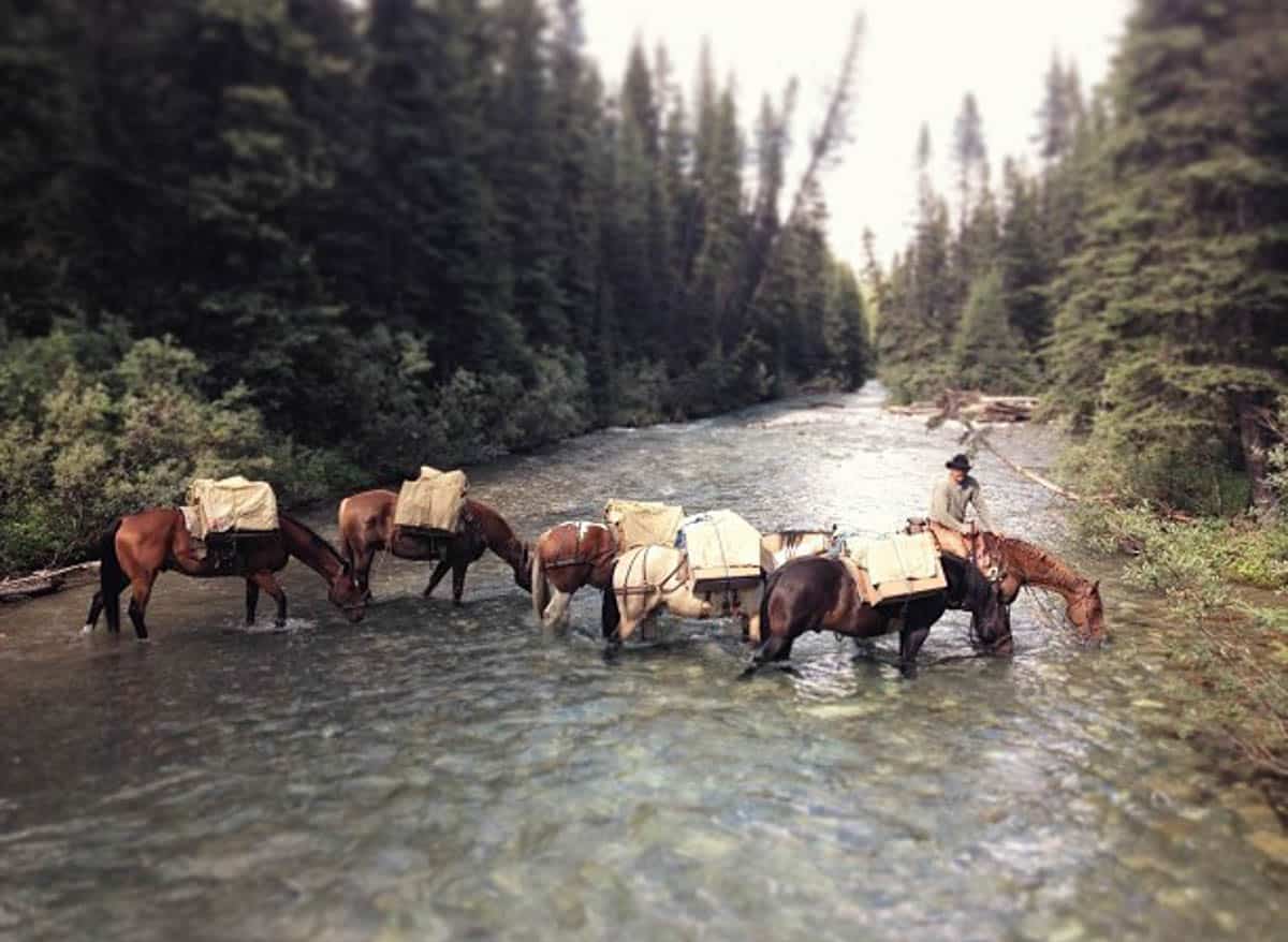 Horseback Tour in Banff National Park