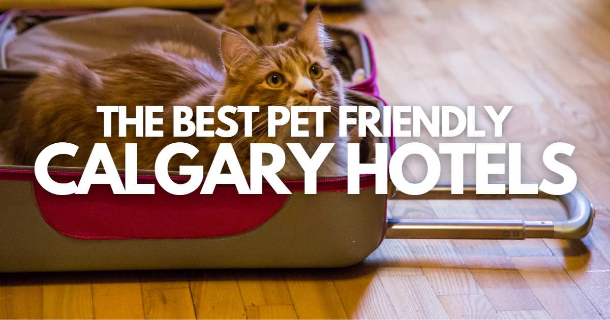 Pet Friendly Hotel Calgary Social 