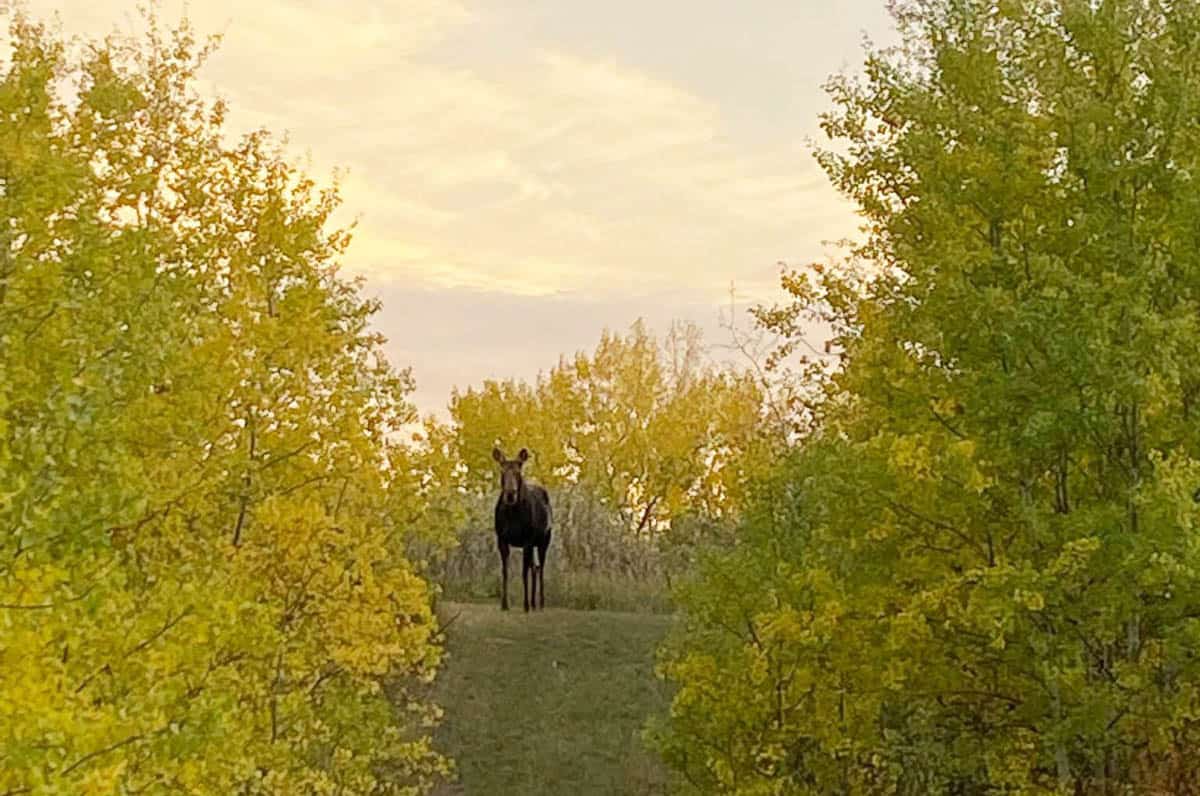 Hardisty Nature Trail