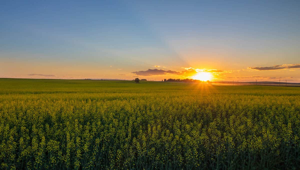 Sunset in Alberta