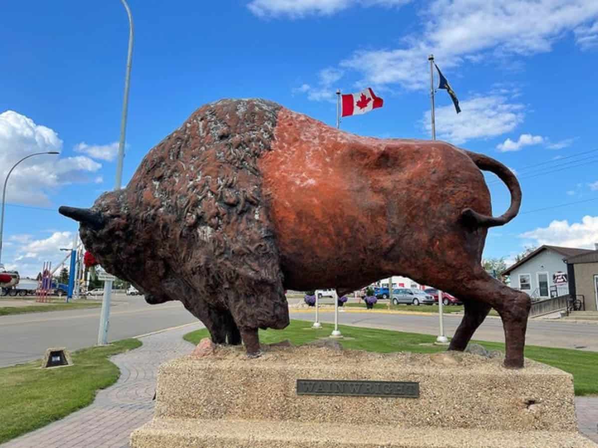 The bison in Wainwright, Alberta