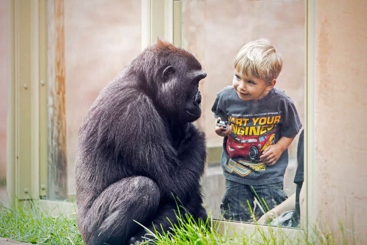 A boy at the Gorilla exhibit at the Calgary Zoo.