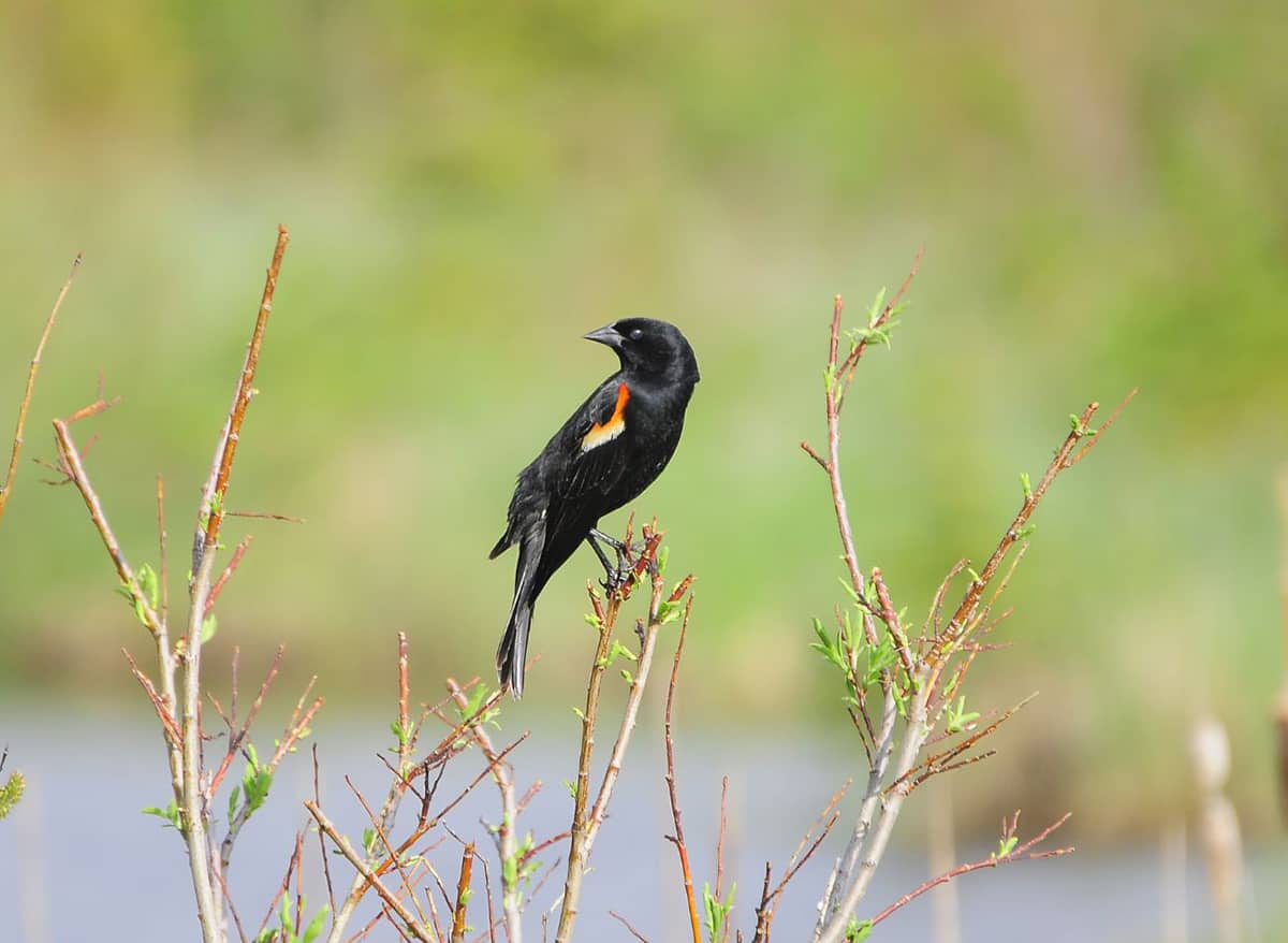 Birding in Fish Creek Provincial Park