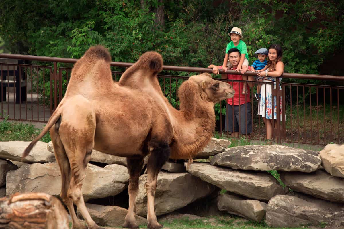 Camel Exhibit Calgary Zoo