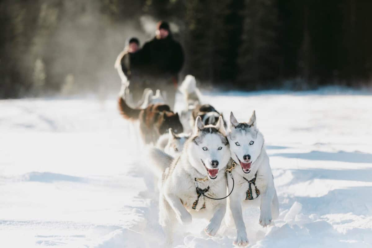 Canmore Dog Sled Team in Action