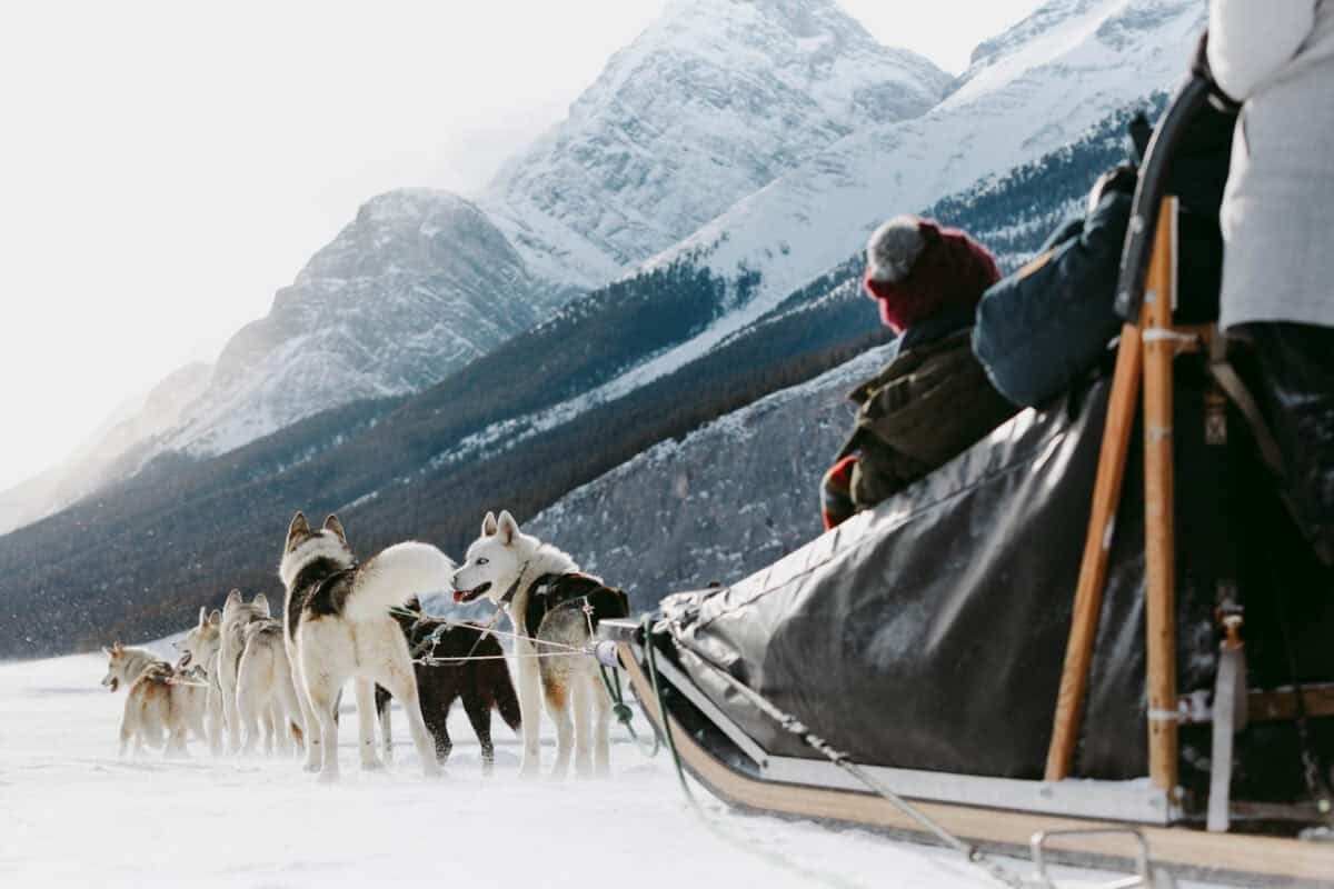 Dog Sledding Canmore Feature