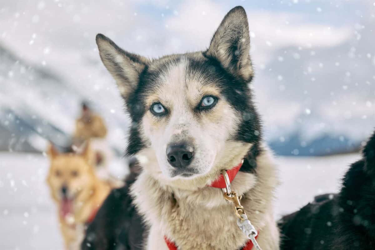 Cute Puppy Dog Sledding Team