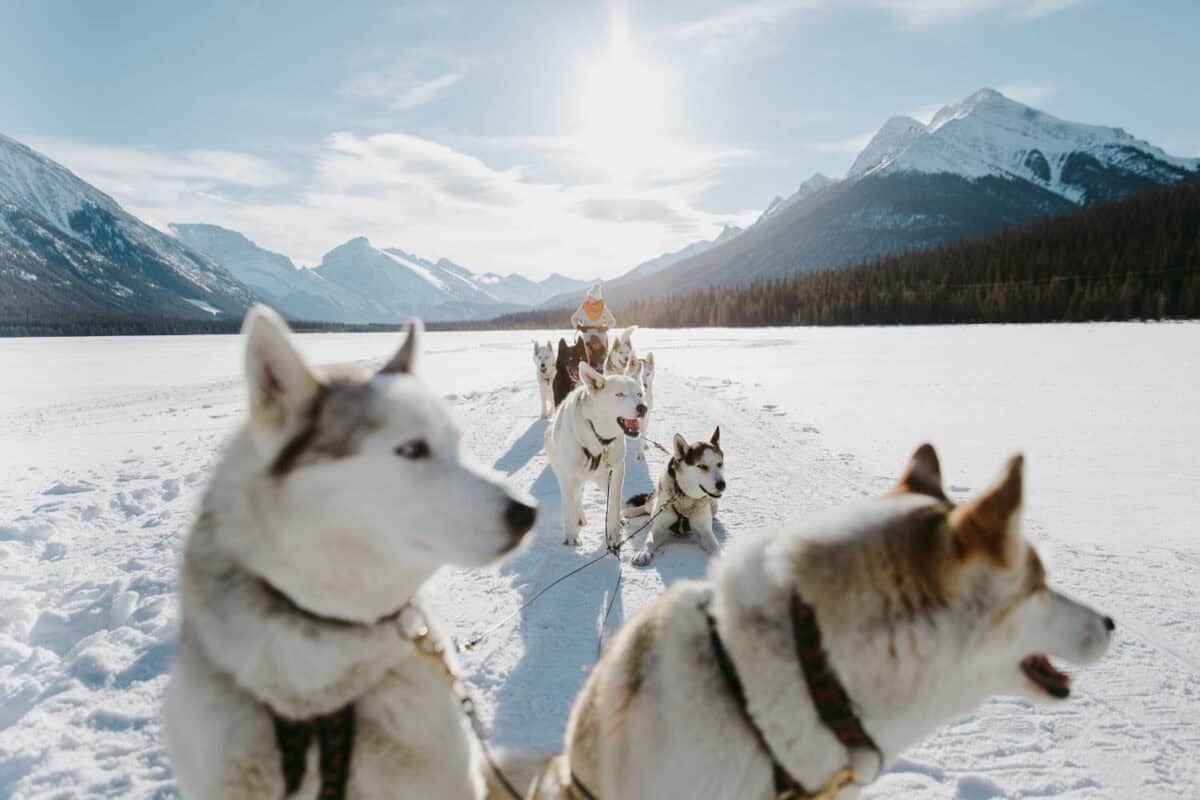 Dog Sledding Team