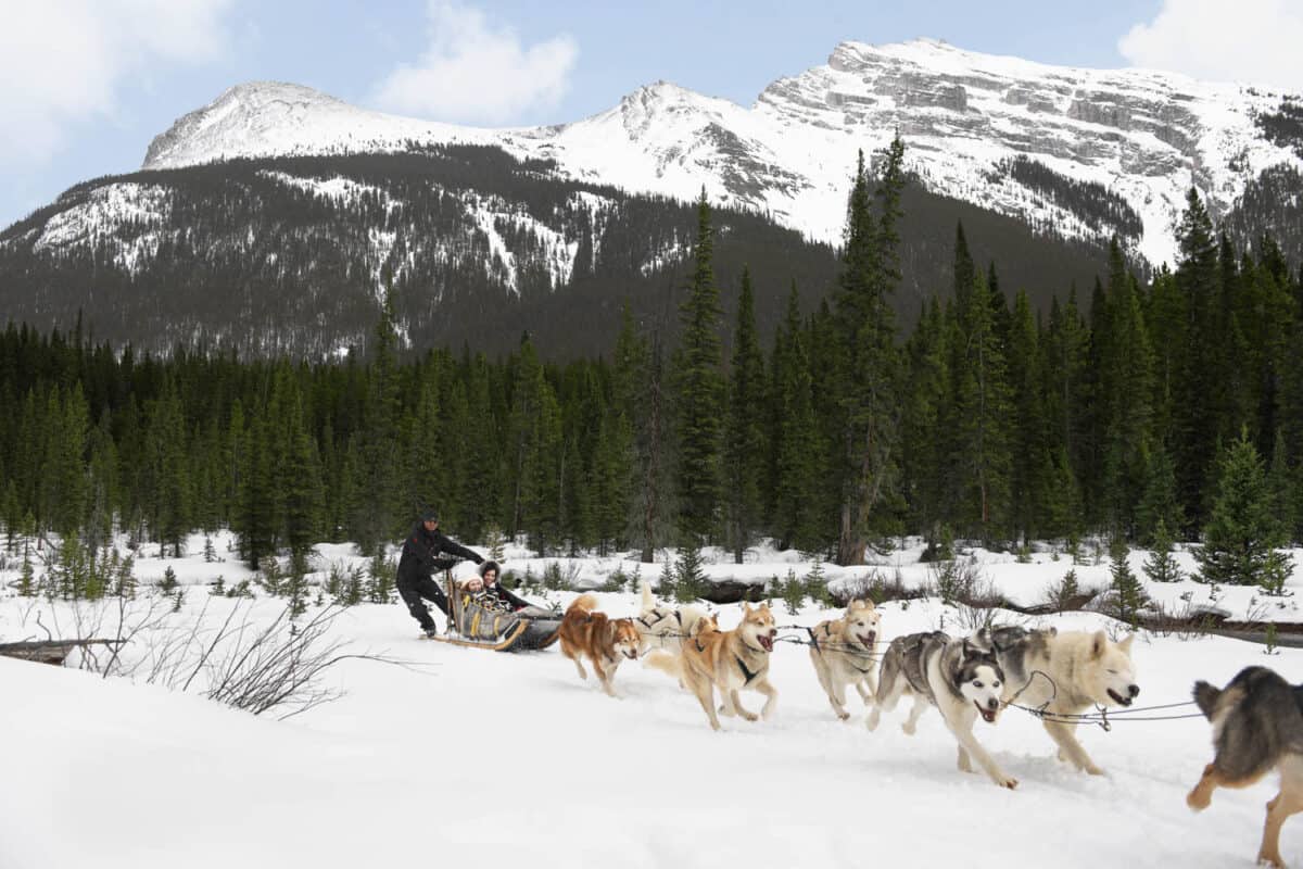 Dog Sledding Turn