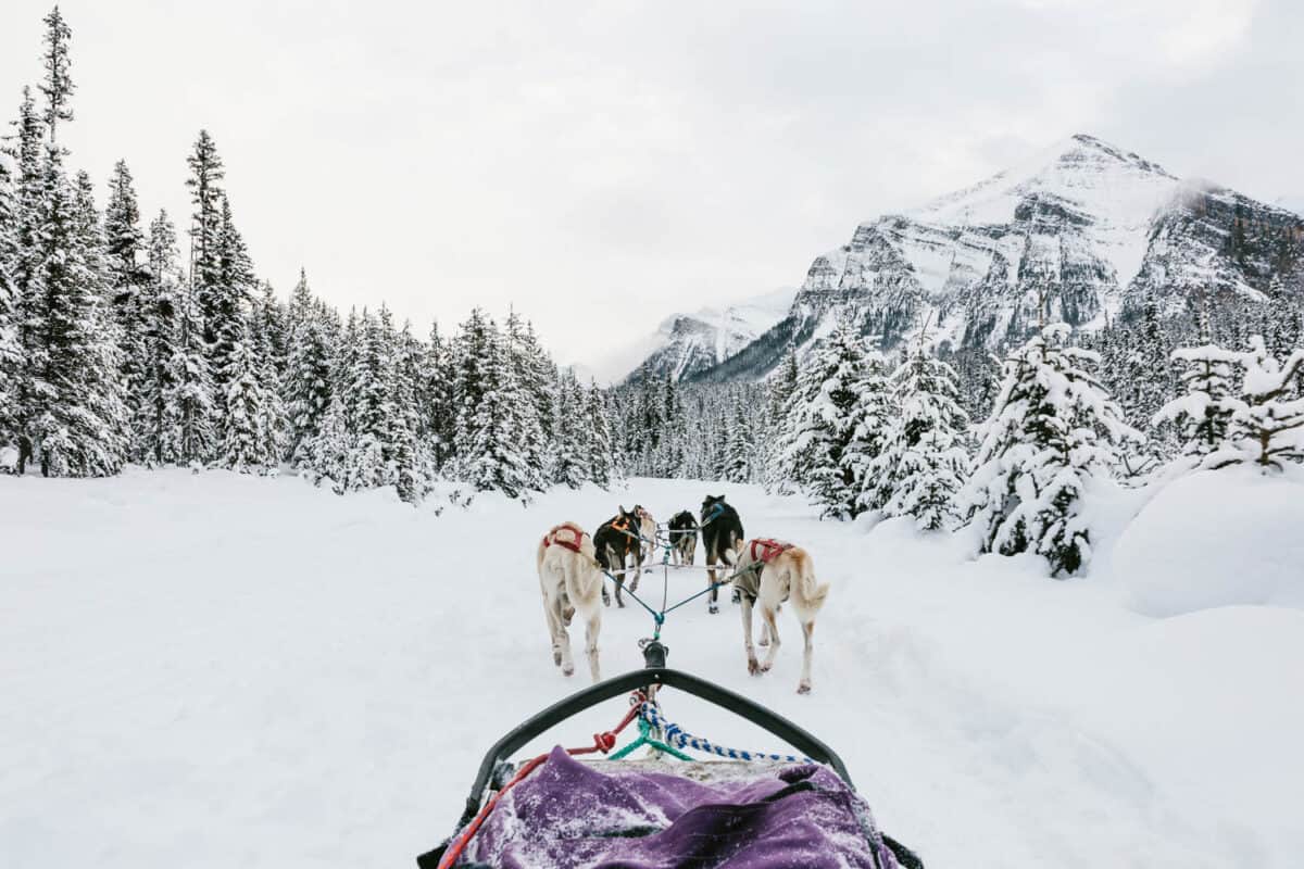 Dog Sledding in Canmore Kananaskis