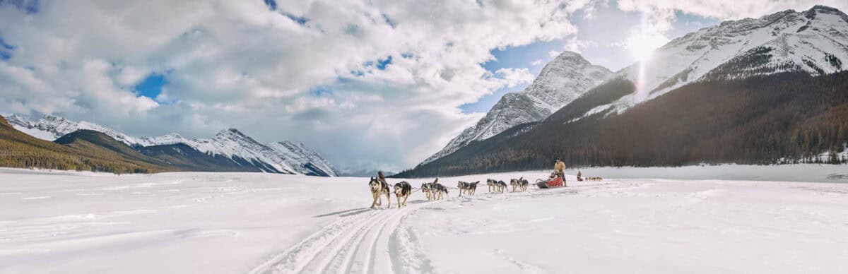 Dog Sledding in Canmore Pano