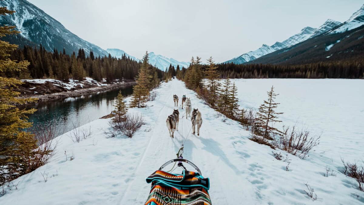 Dog Sledding in Kananaskis