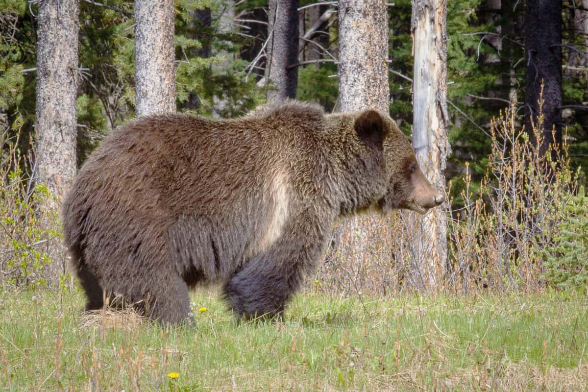 Lake Louise Grizzly Bear